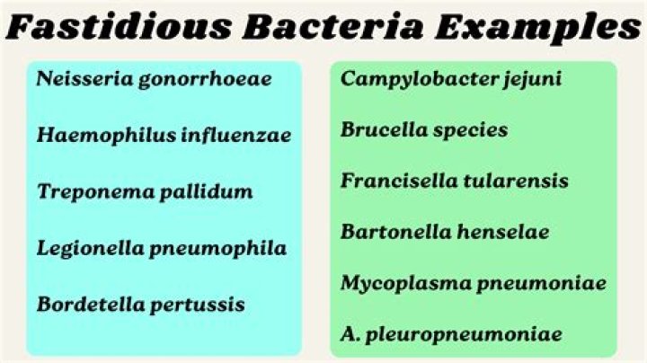 Who is fastidious person?