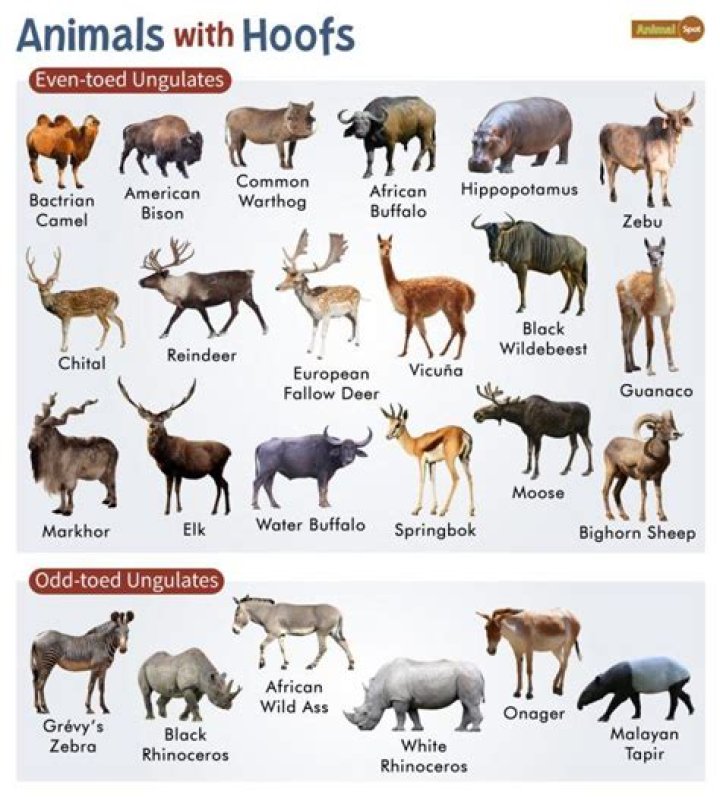 Who is hoofed mammals?