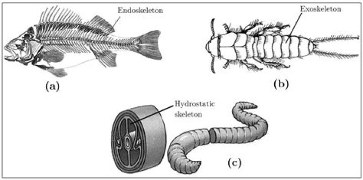 Who is hydrostatic skeleton?