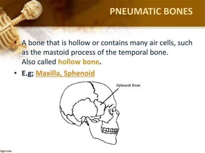 Who is pneumatic bone?