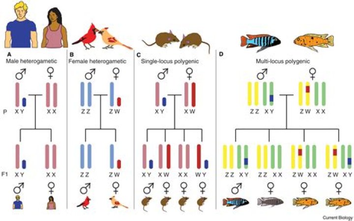 Who is polygenic disorder?