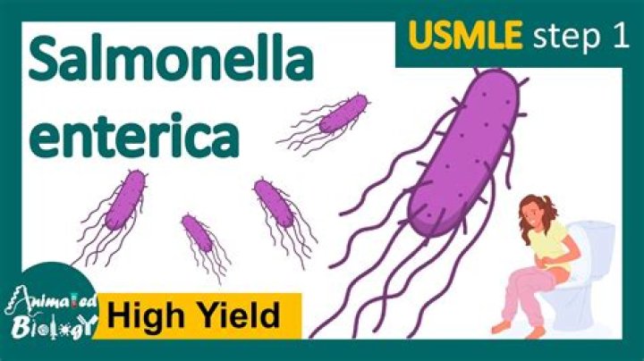 Who is salmonella enterica?