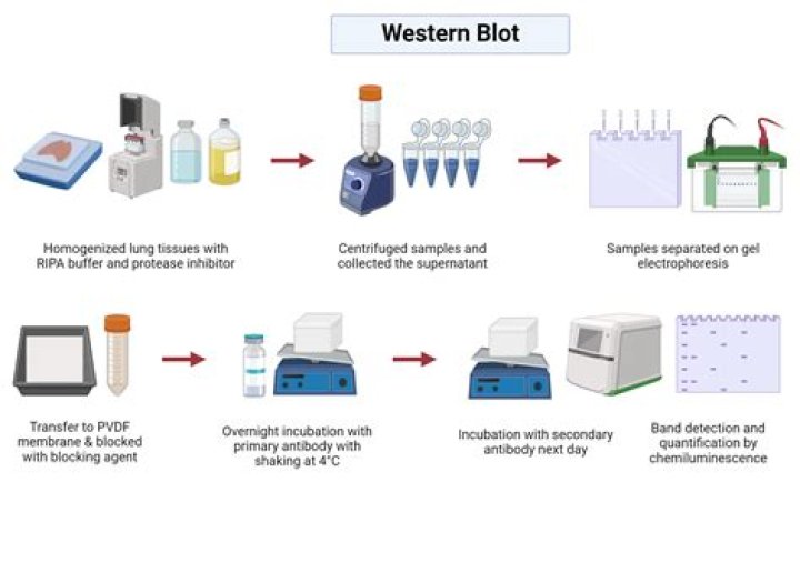 Who is western blot?