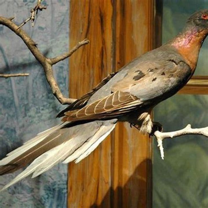 Who killed the last passenger pigeon?