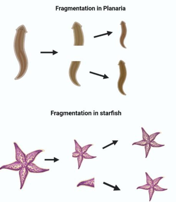 Who reproduces by fragmentation?