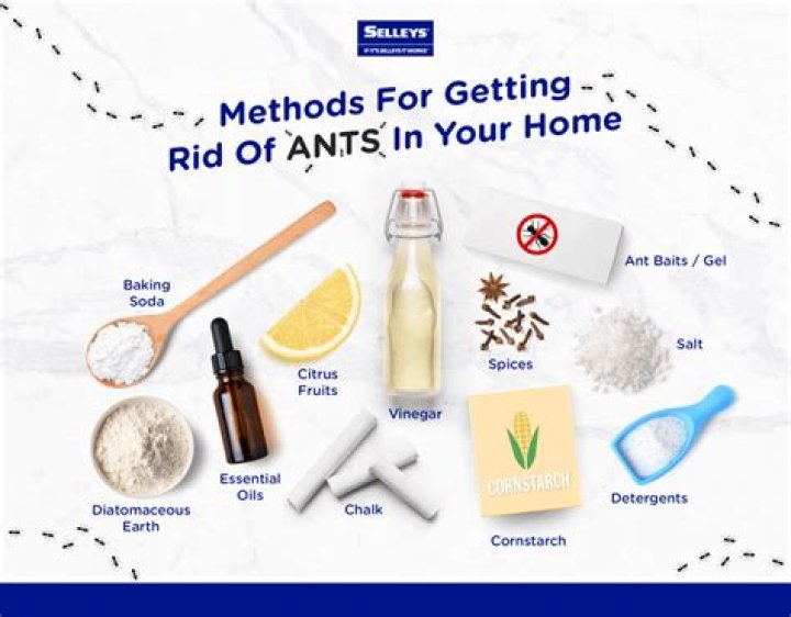 Who to get rid of ants?