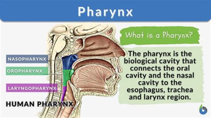Who to spell pharynx?