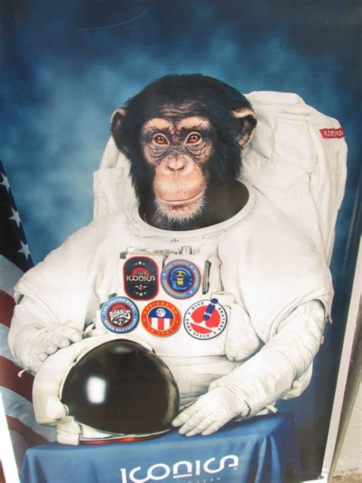 Who was the first chimp in space?