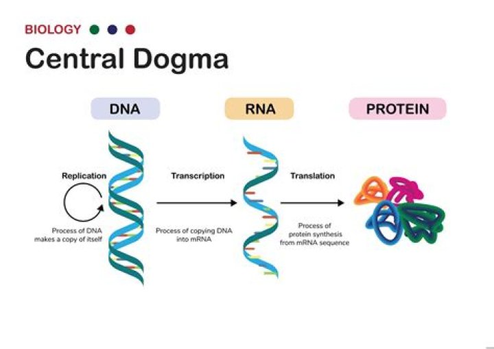 Whose dna is used to make mrna?