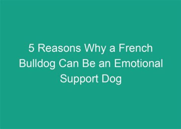 Why a french bulldog?