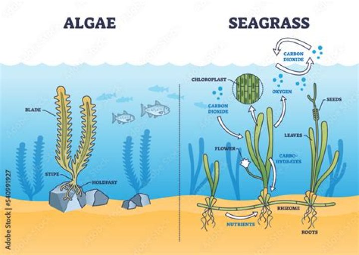 Why algae is important?