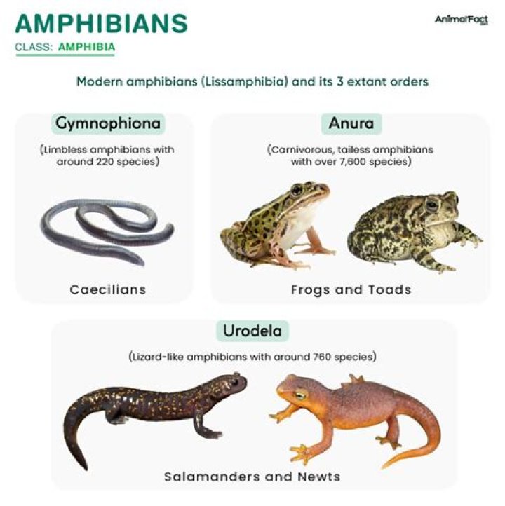 Why amphibians are endangered?