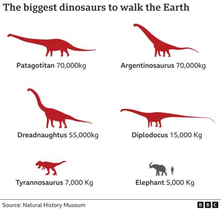 Why ancient animals were so big?