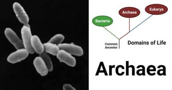 Why archaea are extremophiles?