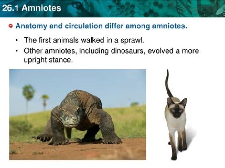 Why are amniotes mammals?