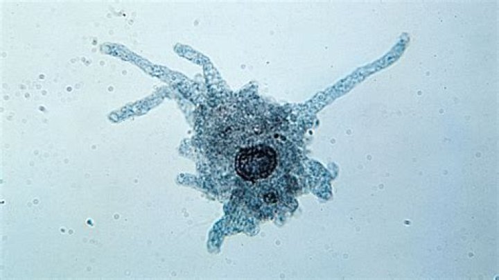 Why are amoeba paramecium and spirogyra classified as protists?