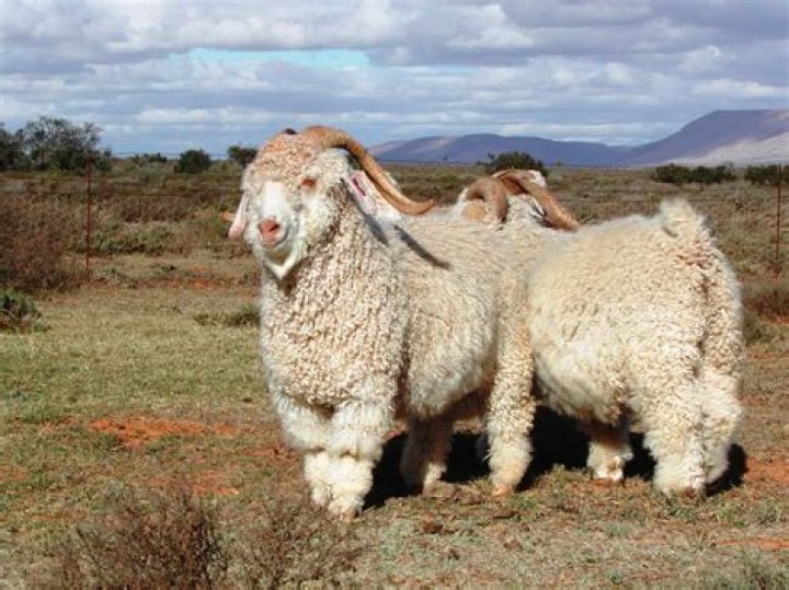 Why are angora goats kept in south africa?