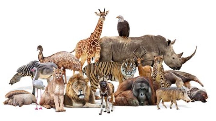 Why are animals in groups?