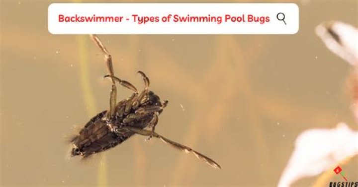 Why are backswimmers in my pool?