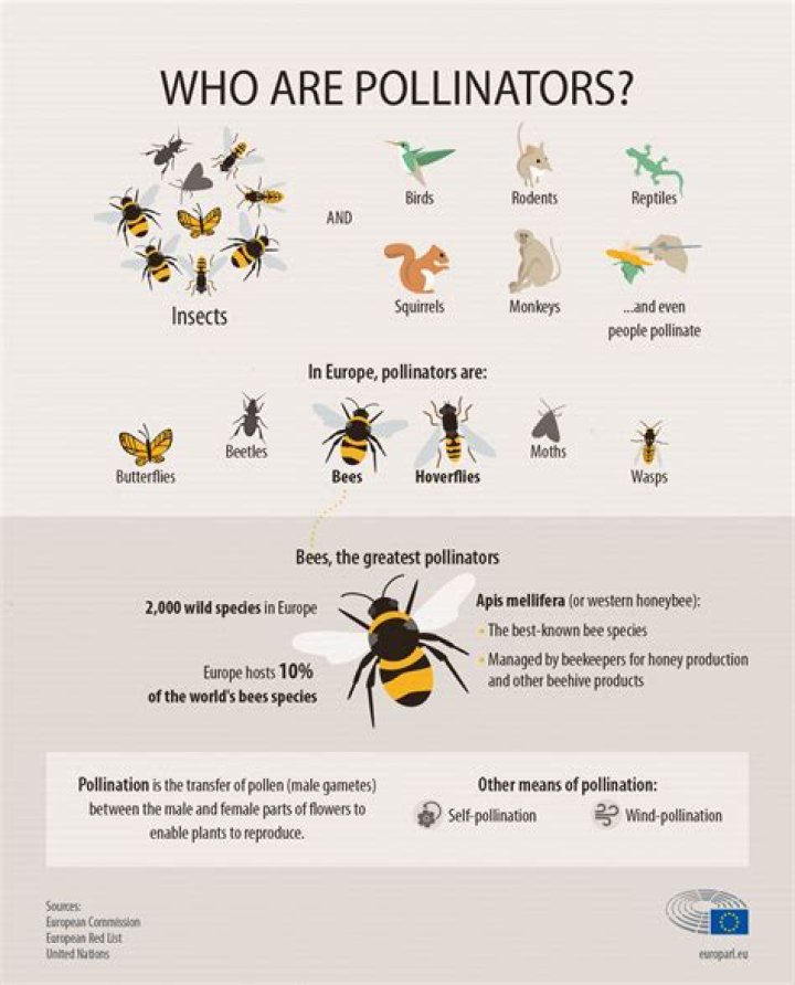 Why are bees the best pollinators?