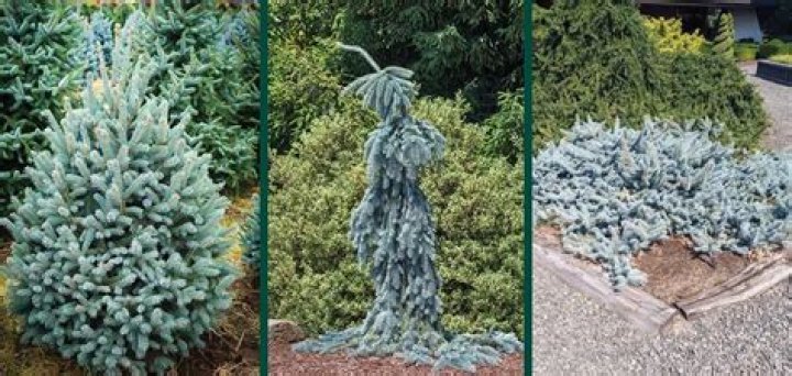 Why are blue spruces blue?