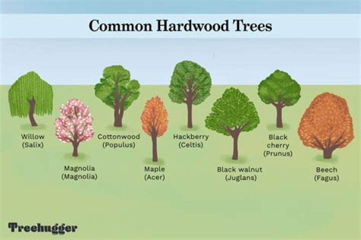 Why are broadleaf trees referred to as hardwoods?