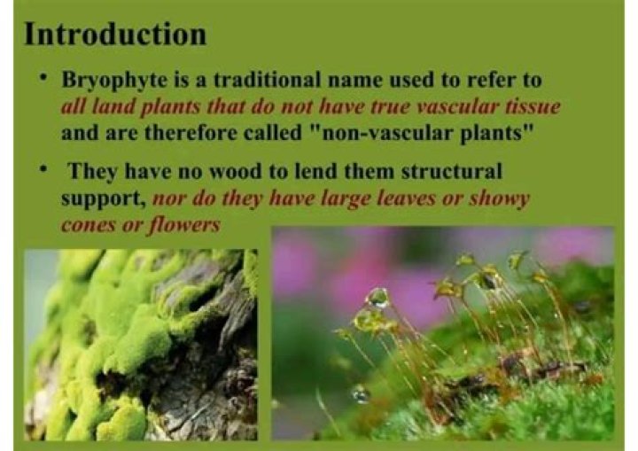 Why are bryophytes considered incompletely liberated from?