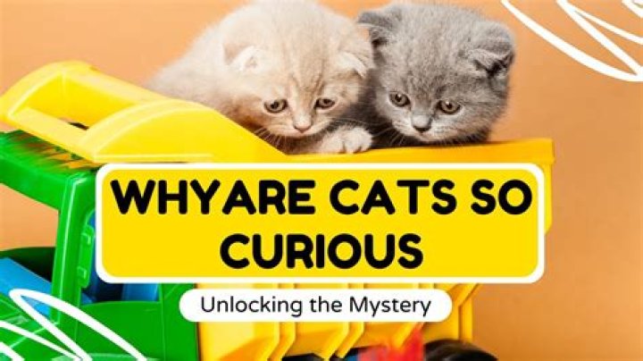 Why are cats vengeful?