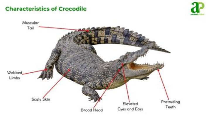 Why are crocodilians unique?