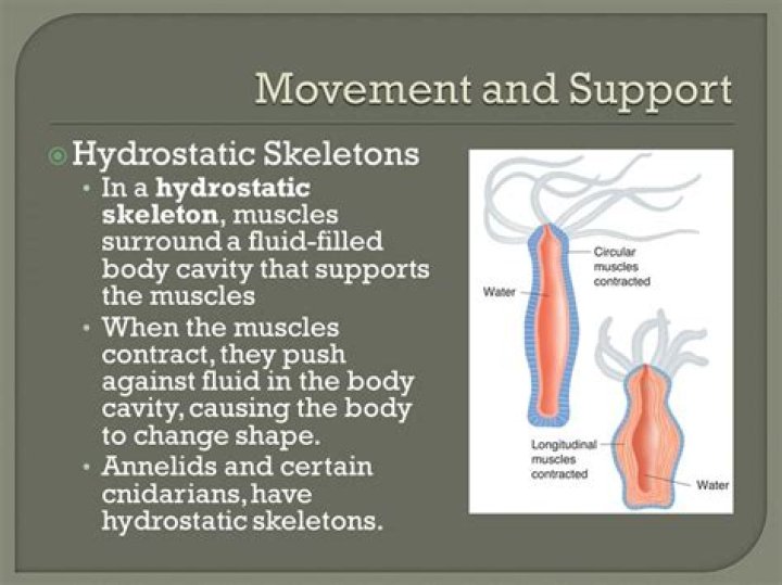 Why are delicate movements difficult in a hydrostatic skeleton?