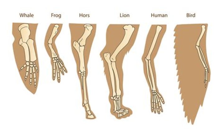 Why are forelimbs similar?
