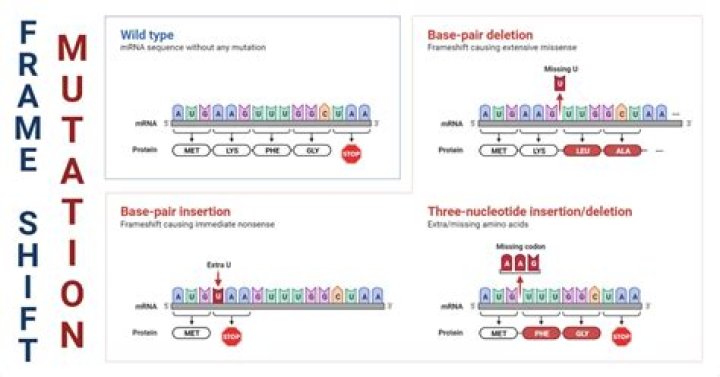 Why are frameshift mutations so harmful?