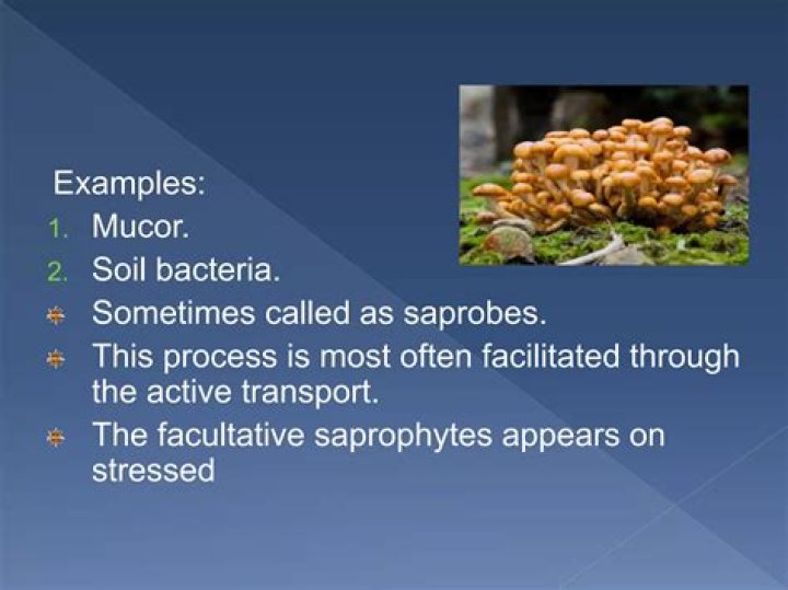 Why are fungi considered as saprobes?