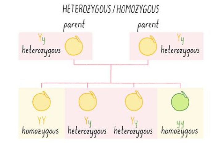 Why are homozygous twin studies extremely helpful?