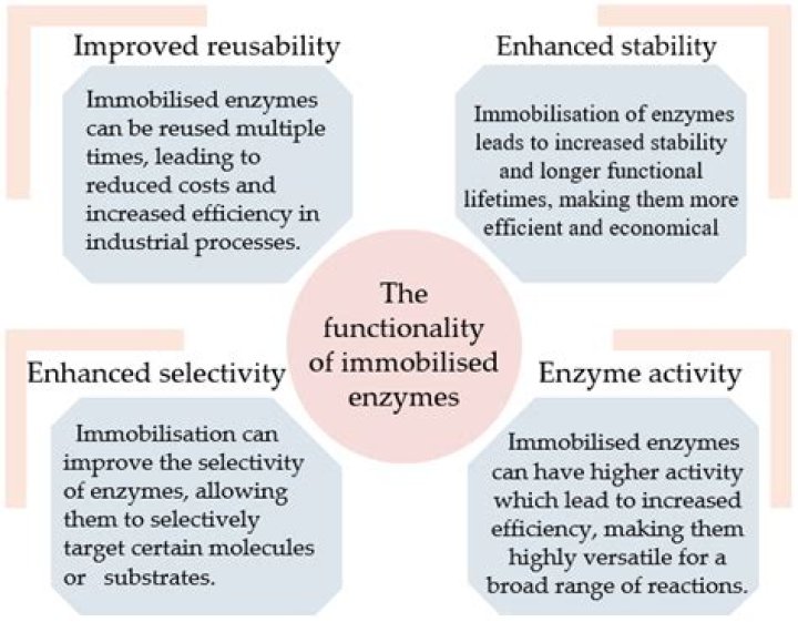 Why are immobilised enzymes used?