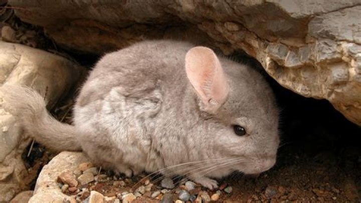 Why are long tailed chinchillas endangered?