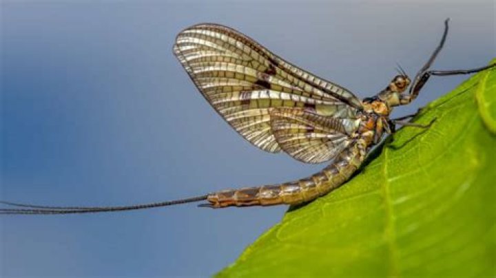 Why are mayflies so bad this year?