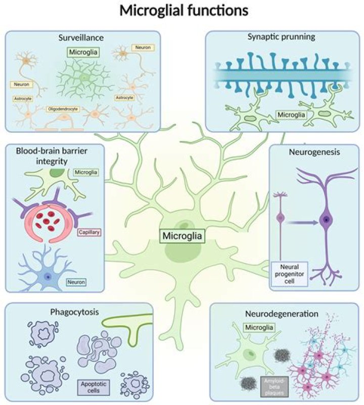 Why are microglial cells important?