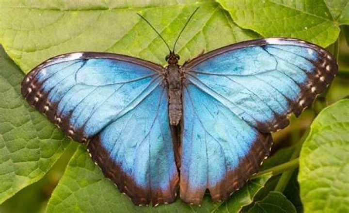 Why are morpho butterflies blue?