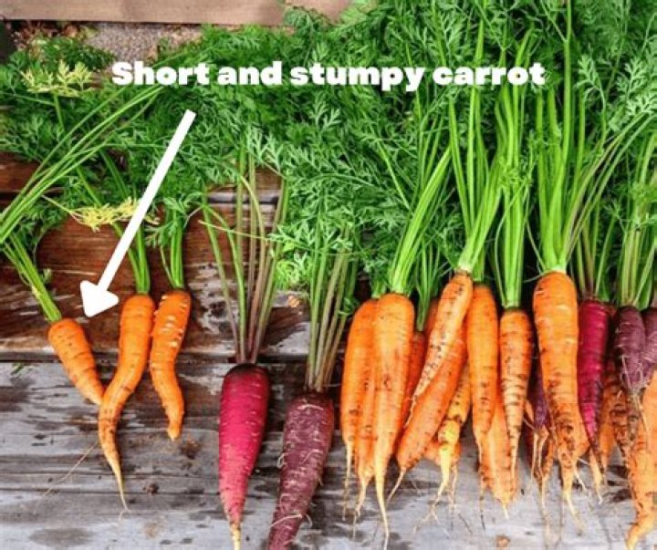 Why are my carrots so stubby?