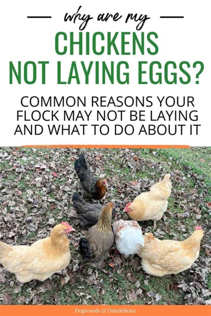 Why are my chickens cackling?
