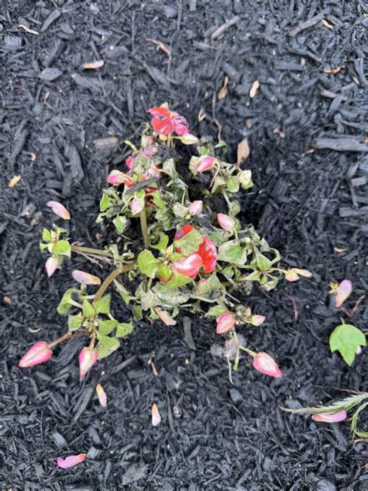 Why are my impatiens dying?