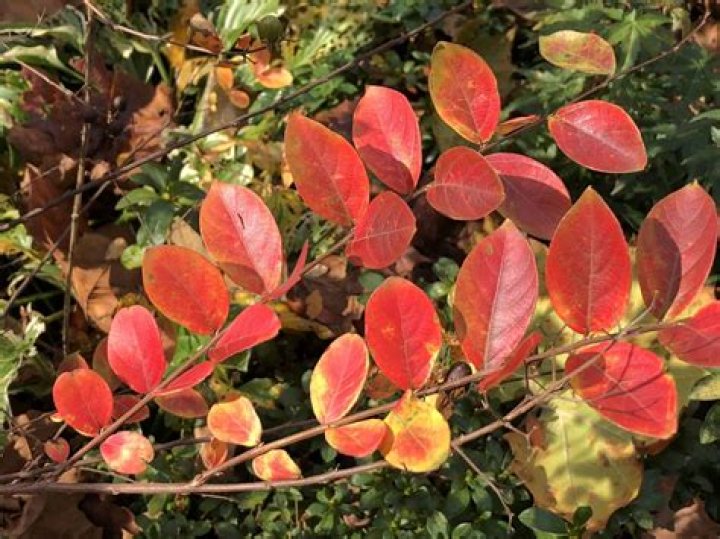 Why are my serviceberry leaves turning orange?