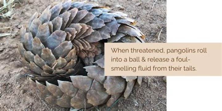 Why are pangolins sought after targets for poachers?