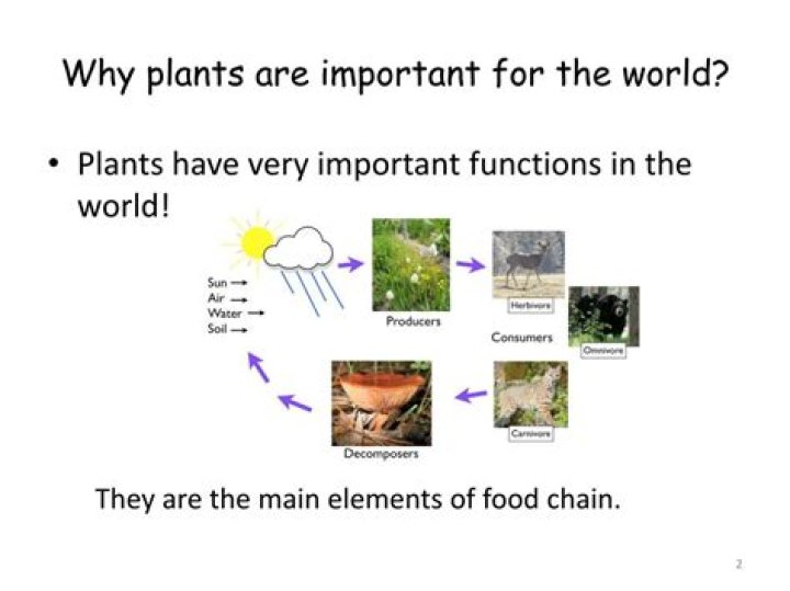 Why are plants useful?