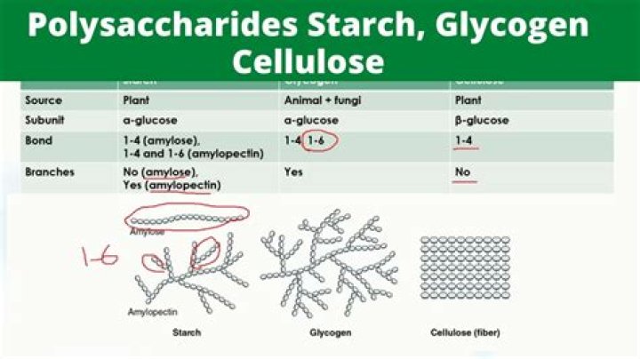 Why are polysaccharides called glycans?