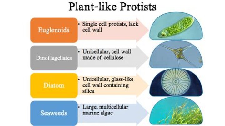 Why are protists photosynthetic?