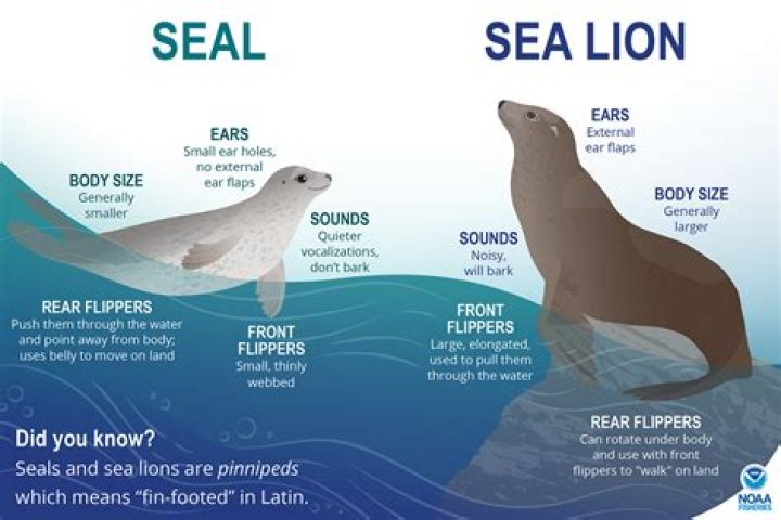 Why are ringed seals important?