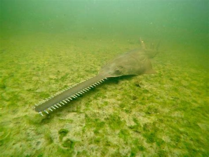 Why are sawfish important to the environment?