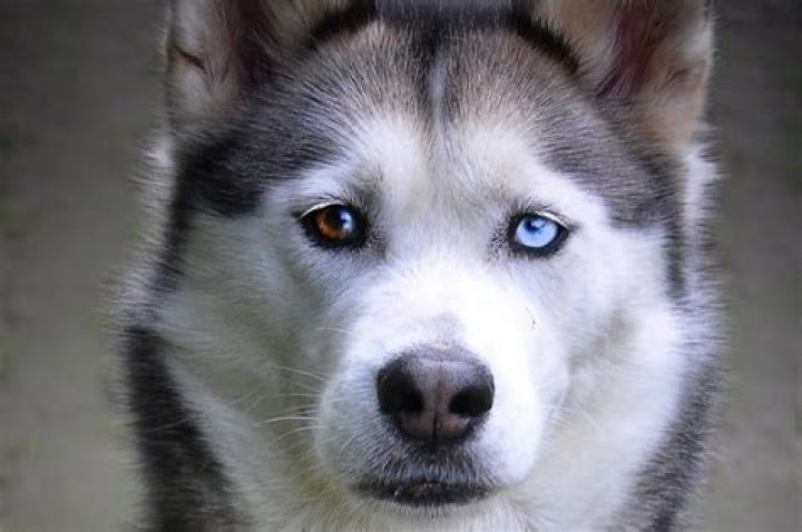 Why are siberian husky eyes blue?